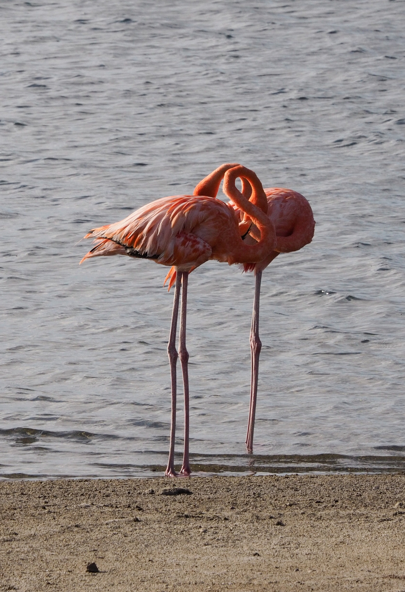 Flamingos - Wahrzeichen von Bonaire