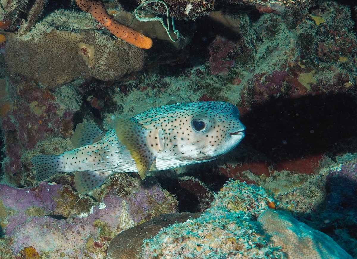 Igelfisch vor Bonaire