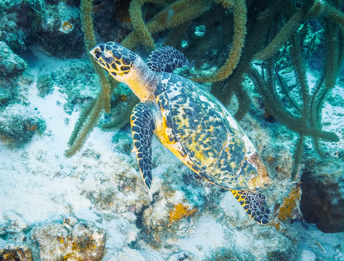 Meeresschildkröte vor Bonaire