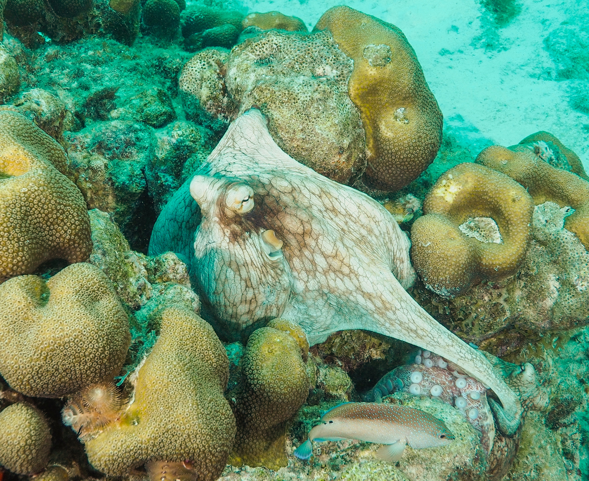 Oktopus vor Bonaire