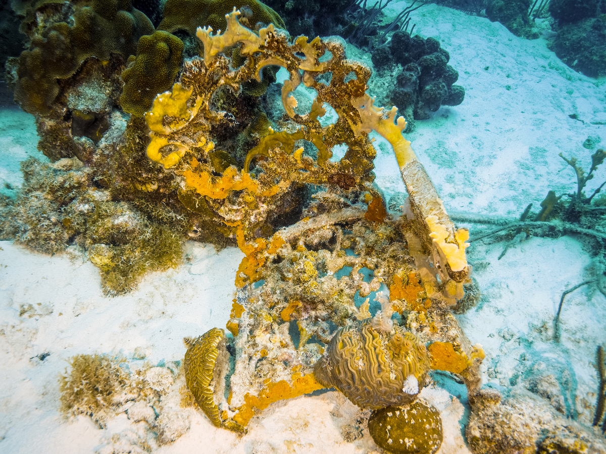 Stuhl mit Korallenwachstum