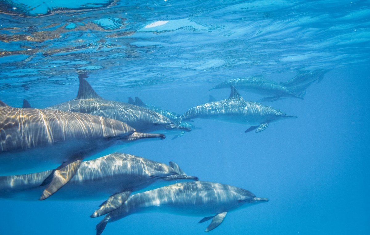 Delfine im Nationalpark. Foto: Bernd Wackerbauer