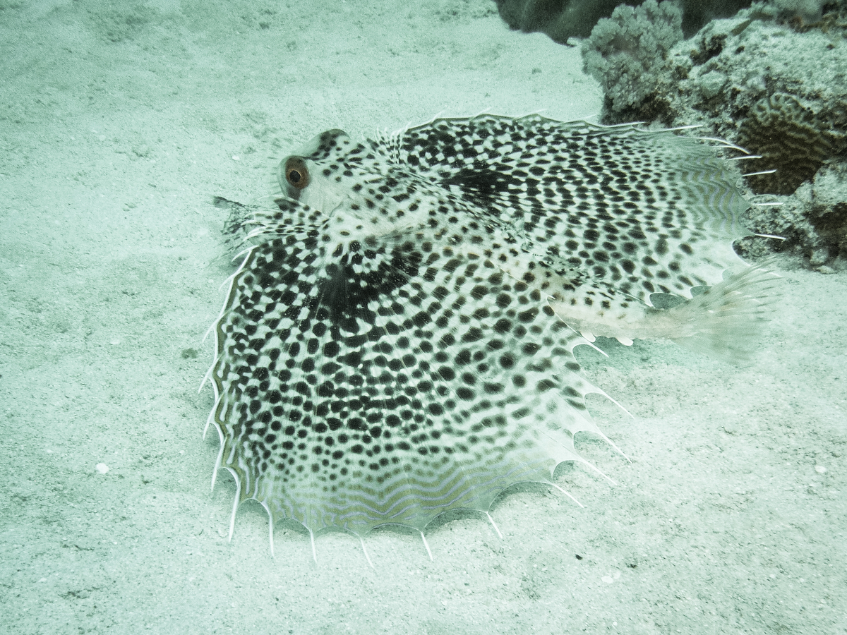 Flughahn vor Pereybere Mauritius