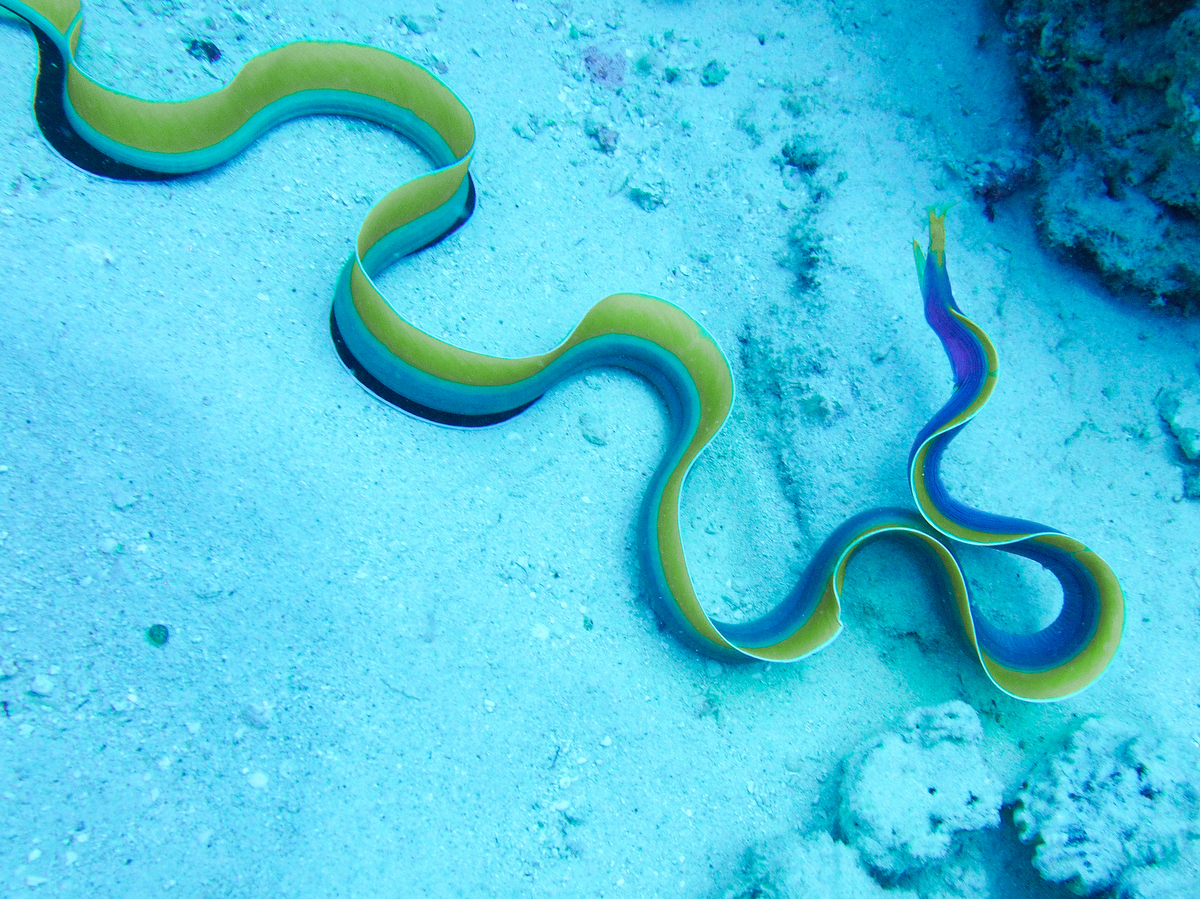 Geister-Muräne vor Grand Baie Mauritius