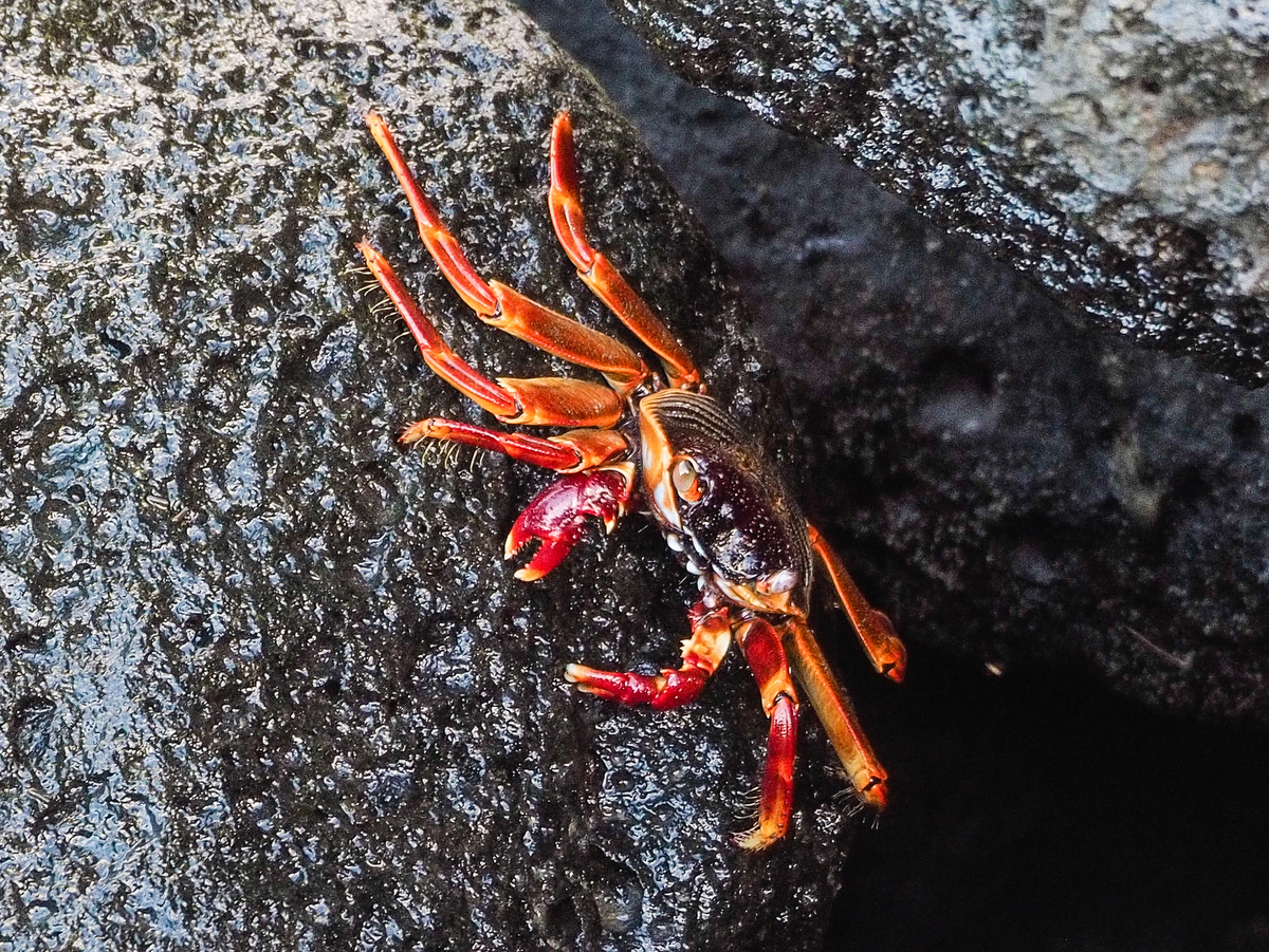 Krabbe bei Pereybere