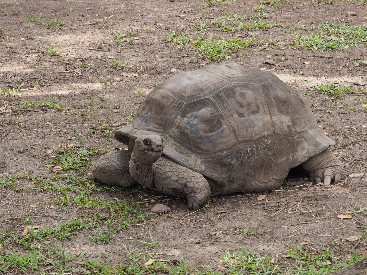 Riesen Landschildkröte bei Chamarel im Südwesten von Mauritius