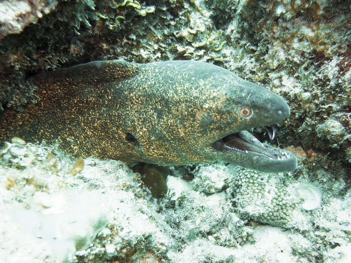 Muräne vor Grand Baie Mauritius