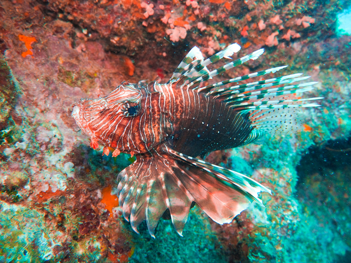 Rotfeuerfisch vor Grand Baie Mauritius