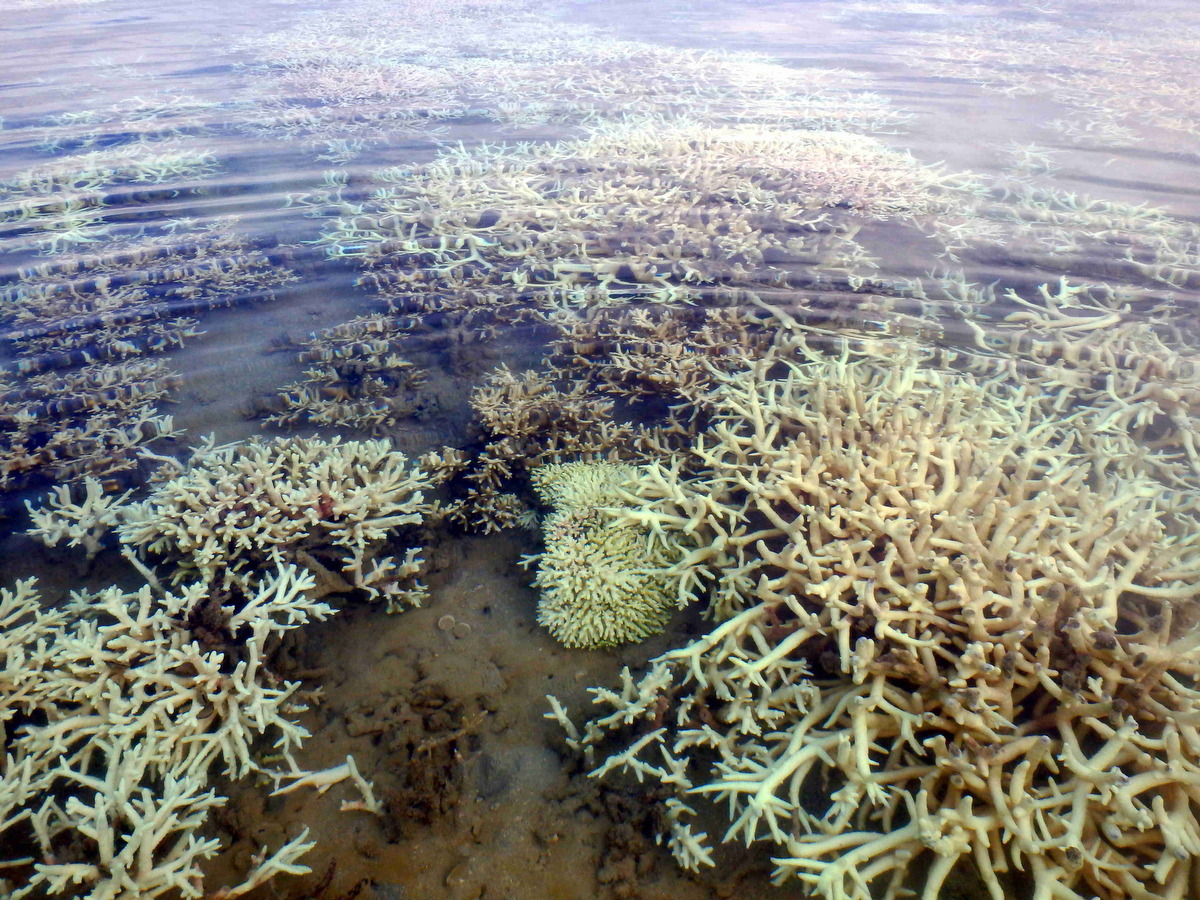 Korallenbleiche Kimberley Region © Morane Le Nohaic003.JPG