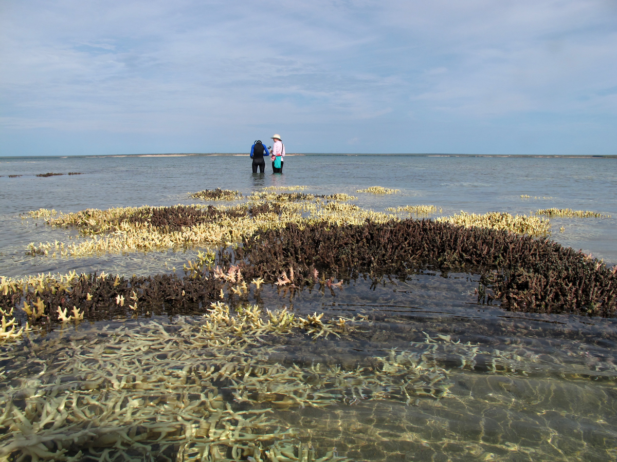 Korallenbleiche in der Region von Kimberley Foto C. Cornwall