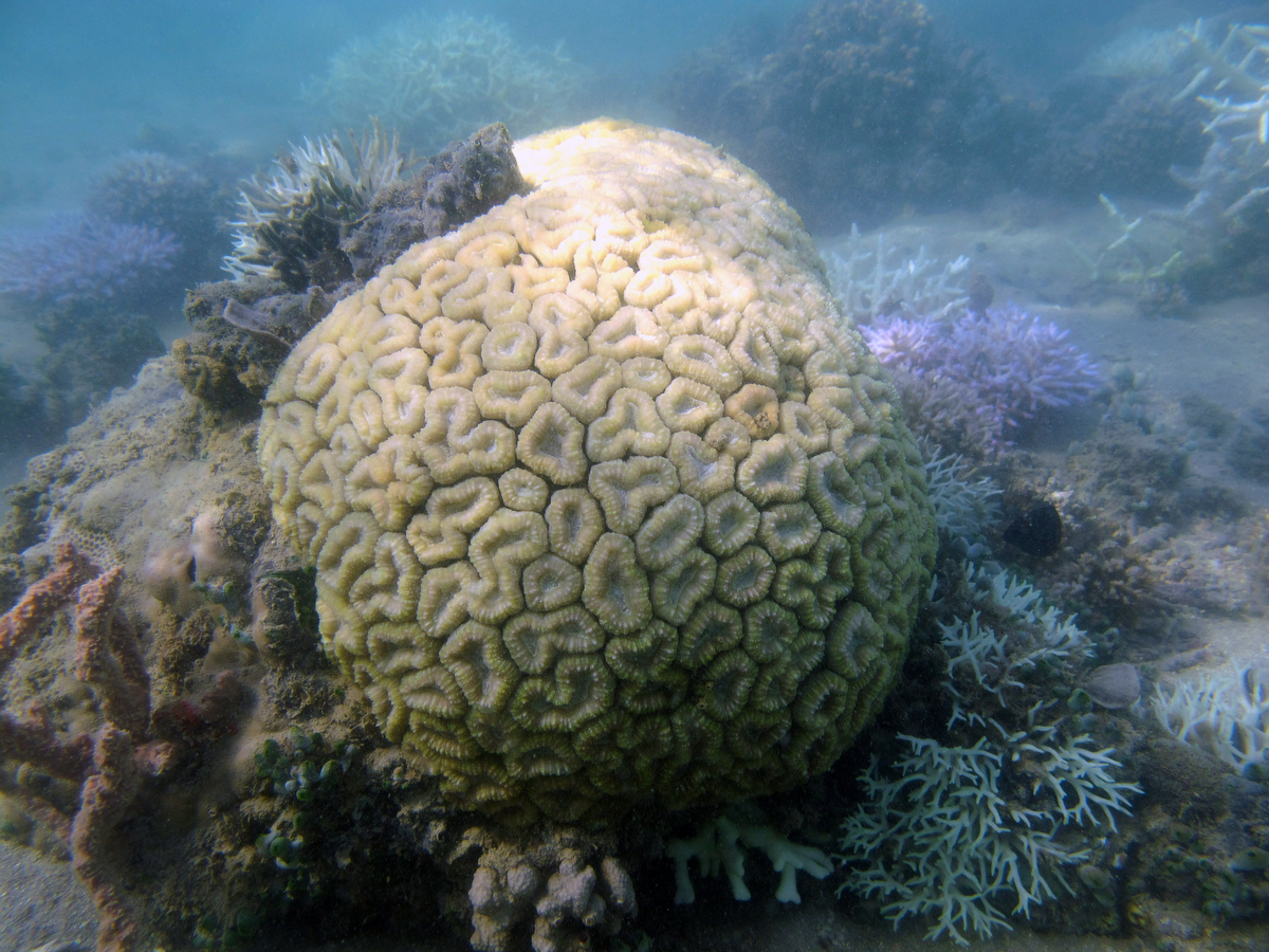 Korallenbleiche Kimberley Region ©C.Cornwall002