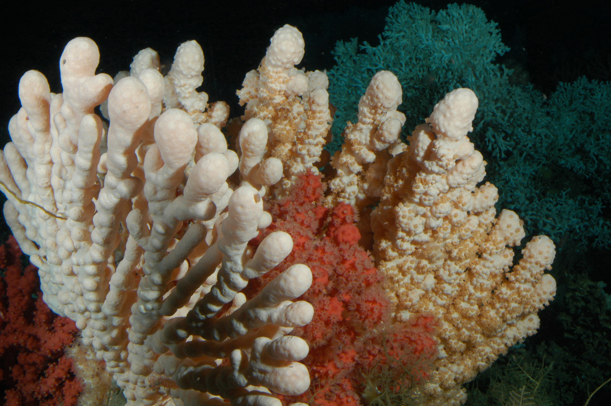 Kaltwasserkorallen-Riff vor der Norwegischen Küste