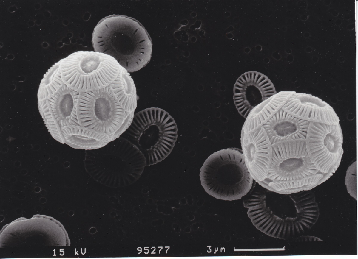 Mikroskopaufnahme der Kalkalge Emiliania huxleyi